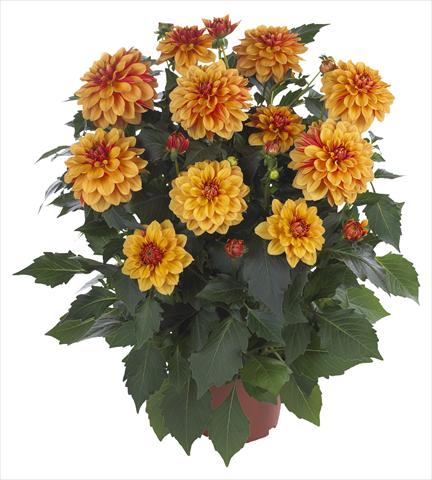 Foto de variedad de flores para ser usadas como: Maceta y planta de temporada Dahlia Hypnotica Bronze Bicolor