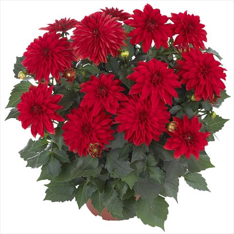 Foto de variedad de flores para ser usadas como: Maceta y planta de temporada Dahlia Hypnotica Red