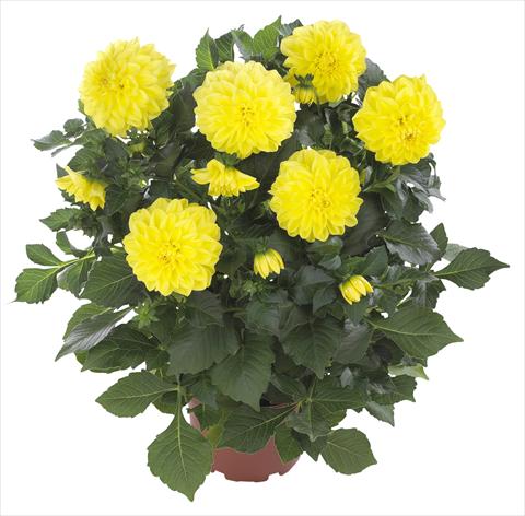 Foto de variedad de flores para ser usadas como: Maceta y planta de temporada Dahlia Hypnotica Yellow