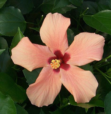 Foto de variedad de flores para ser usadas como: Maceta y planta de temporada Hibiscus rosa-sinensis Cairo Apricot