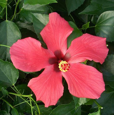Foto de variedad de flores para ser usadas como: Maceta y planta de temporada Hibiscus rosa-sinensis Cairo Red