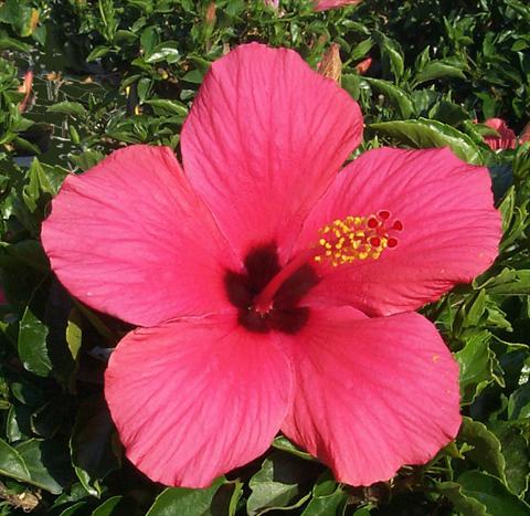 Foto de variedad de flores para ser usadas como: Maceta y planta de temporada Hibiscus rosa-sinensis Cairo Rose