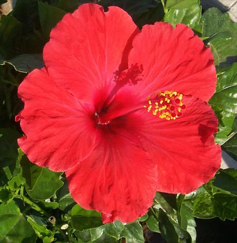 Foto de variedad de flores para ser usadas como: Maceta y planta de temporada Hibiscus rosa-sinensis Holiday Red