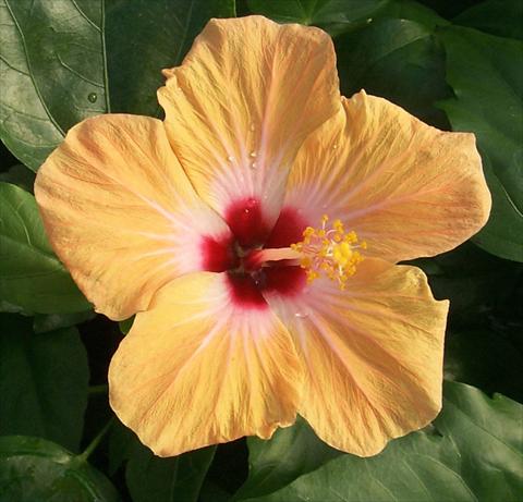 Foto de variedad de flores para ser usadas como: Maceta y planta de temporada Hibiscus rosa-sinensis Holiday Yellow
