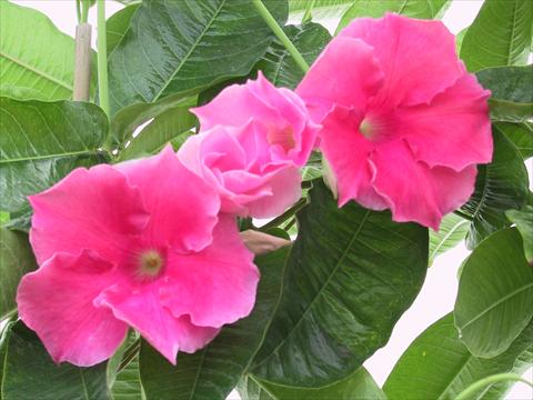 Foto de variedad de flores para ser usadas como: Patio, Maceta Dipladenia (Mandevilla) Pink Velvet