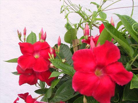 Foto de variedad de flores para ser usadas como: Patio, Maceta Dipladenia (Mandevilla) Red Velvet Petite