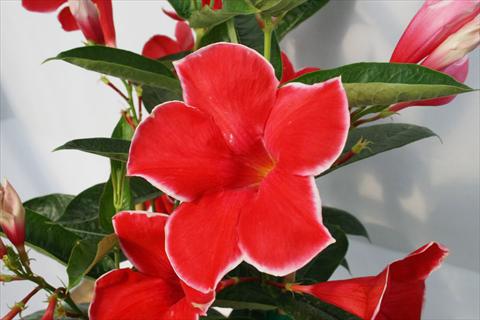 Foto de variedad de flores para ser usadas como: Patio, Maceta Dipladenia (Mandevilla) Scarlet Red Velvet