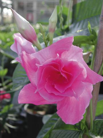 Foto de variedad de flores para ser usadas como: Patio, Maceta Dipladenia (Mandevilla) SuperTrouper™