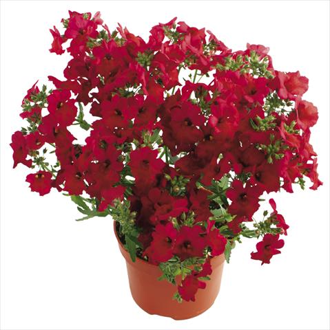 Foto de variedad de flores para ser usadas como: Maceta, patio, Tarrina de colgar Nemesia Angelart® Cherry