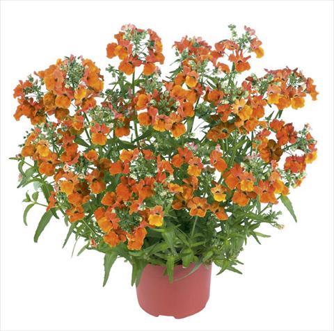 Foto de variedad de flores para ser usadas como: Maceta y planta de temporada Nemesia Angelart Orange