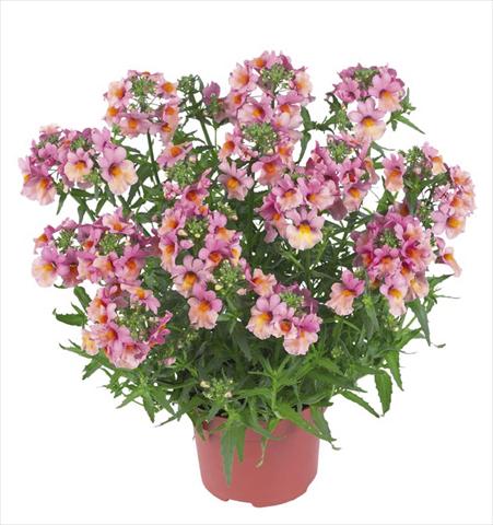 Foto de variedad de flores para ser usadas como: Maceta y planta de temporada Nemesia Angelart Peach