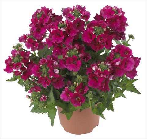 Foto de variedad de flores para ser usadas como: Maceta y planta de temporada Nemesia Angelart Raspberry