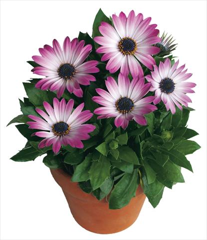 Foto de variedad de flores para ser usadas como: Maceta y planta de temporada Osteospermum Margarita Pink Bicolor