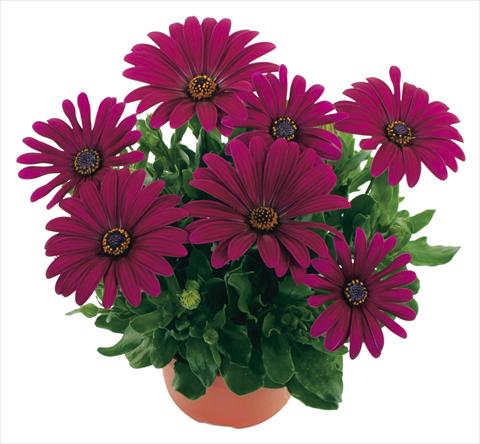 Foto de variedad de flores para ser usadas como: Tarrina de colgar / Maceta Osteospermum Margarita Purple