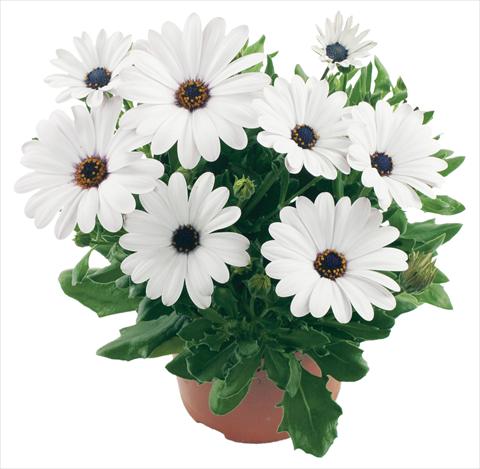 Foto de variedad de flores para ser usadas como: Maceta y planta de temporada Osteospermum Margarita White