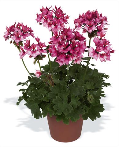 Foto de variedad de flores para ser usadas como: Maceta o Tarrina de colgar Pelargonium zonale pac® Fireworks Bicolor