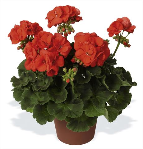 Foto de variedad de flores para ser usadas como: Maceta o Tarrina de colgar Pelargonium zonale pac® Morning Sun