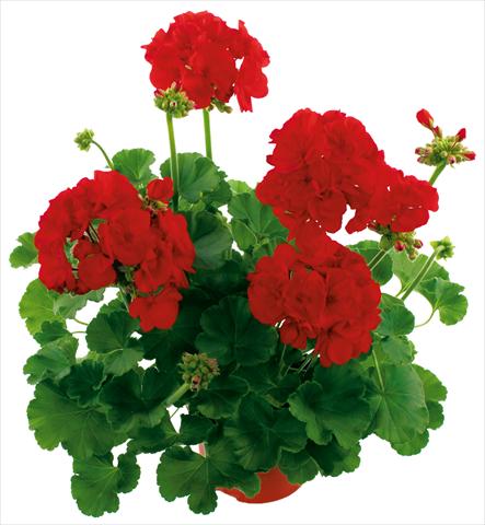 Foto de variedad de flores para ser usadas como: Maceta o cesta de trasplante Pelargonium zonale Summer Idols® Dark Red