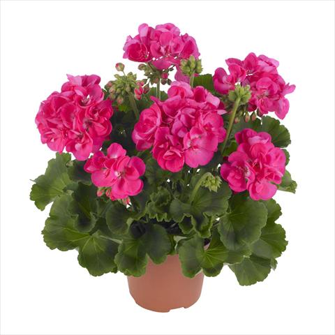 Foto de variedad de flores para ser usadas como: Maceta o Tarrina de colgar Pelargonium zonale Summer Idols® Hot Pink