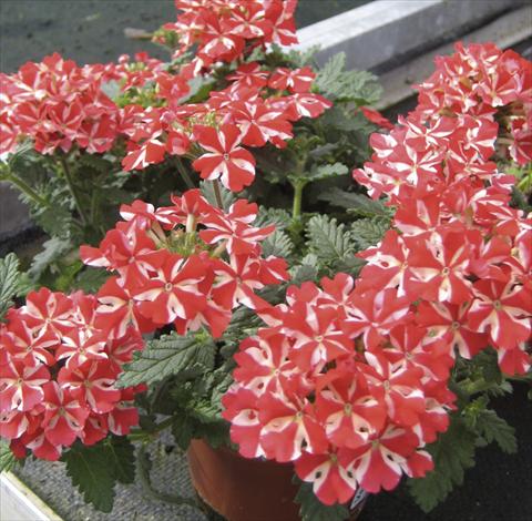 Foto de variedad de flores para ser usadas como: Maceta, planta de temporada, patio Verbena Veralia Voodoo Star