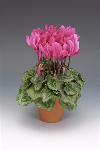 Foto de variedad de flores para ser usadas como: Maceta o Tarrina de colgar Cyclamen persicum midi Intermezzo Dark Fuchsia