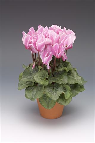 Foto de variedad de flores para ser usadas como: Maceta o Tarrina de colgar Cyclamen persicum midi Intermezzo Flame Shades