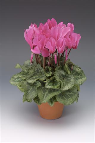 Foto de variedad de flores para ser usadas como: Maceta o Tarrina de colgar Cyclamen persicum midi Intermezzo Fuchsia