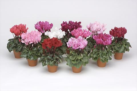 Foto de variedad de flores para ser usadas como: Maceta o Tarrina de colgar Cyclamen persicum midi Intermezzo Mix