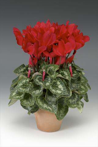 Foto de variedad de flores para ser usadas como: Maceta o Tarrina de colgar Cyclamen persicum midi Intermezzo Red