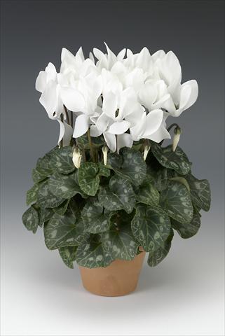 Foto de variedad de flores para ser usadas como: Maceta o Tarrina de colgar Cyclamen persicum midi Intermezzo White