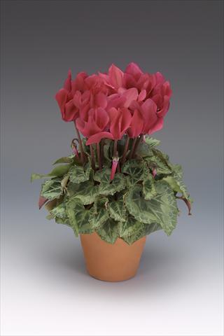 Foto de variedad de flores para ser usadas como: Maceta o Tarrina de colgar Cyclamen persicum midi Intermezzo Wine Red