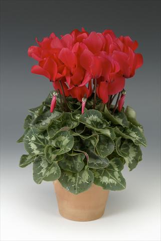 Foto de variedad de flores para ser usadas como: Maceta o Tarrina de colgar Cyclamen persicum Maxora Bright Red