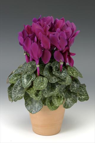 Foto de variedad de flores para ser usadas como: Maceta o Tarrina de colgar Cyclamen persicum Maxora Deep Purple