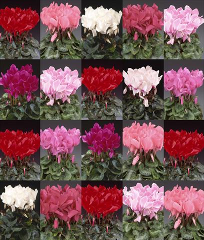Foto de variedad de flores para ser usadas como: Maceta o Tarrina de colgar Cyclamen persicum Maxora EasyMix