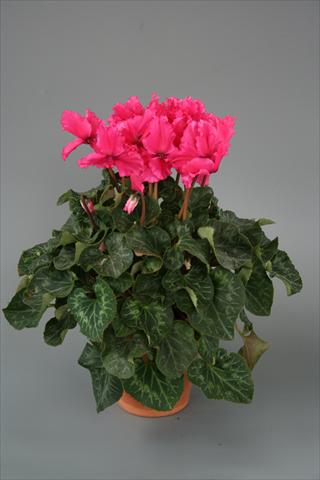Foto de variedad de flores para ser usadas como: Maceta o Tarrina de colgar Cyclamen persicum Maxora Fringed Deep Rose