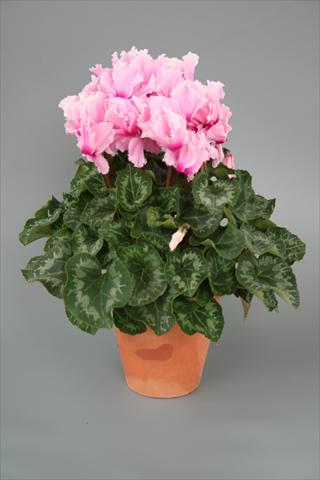 Foto de variedad de flores para ser usadas como: Maceta o Tarrina de colgar Cyclamen persicum Maxora Fringed Light pink Eye
