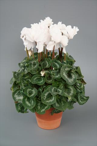 Foto de variedad de flores para ser usadas como: Maceta o Tarrina de colgar Cyclamen persicum Maxora Fringed White