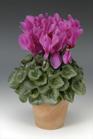 Foto de variedad de flores para ser usadas como: Maceta o Tarrina de colgar Cyclamen persicum Maxora Fuchsia