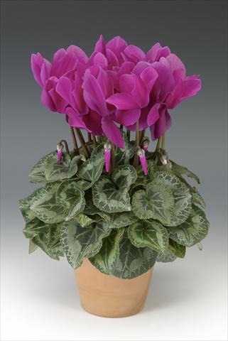 Foto de variedad de flores para ser usadas como: Maceta o Tarrina de colgar Cyclamen persicum Maxora Light Purple