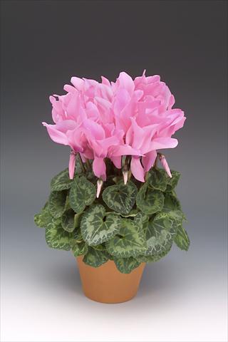 Foto de variedad de flores para ser usadas como: Maceta o Tarrina de colgar Cyclamen persicum Maxora Neon Pink
