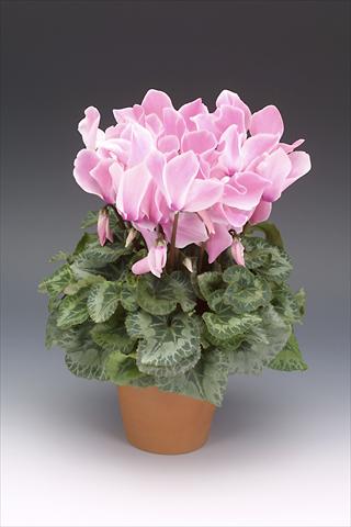 Foto de variedad de flores para ser usadas como: Maceta o Tarrina de colgar Cyclamen persicum Maxora Pink Flamed