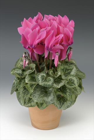 Foto de variedad de flores para ser usadas como: Maceta o Tarrina de colgar Cyclamen persicum Maxora Pink with eye