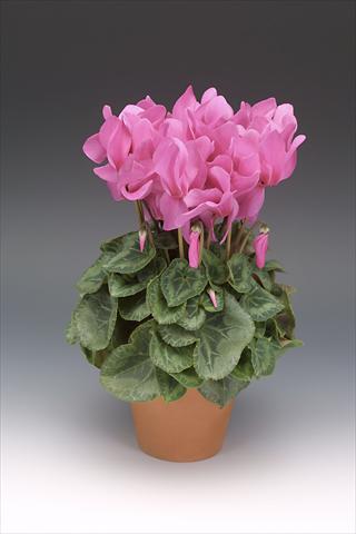 Foto de variedad de flores para ser usadas como: Maceta o Tarrina de colgar Cyclamen persicum Maxora Pink