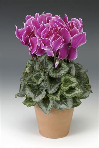 Foto de variedad de flores para ser usadas como: Maceta o Tarrina de colgar Cyclamen persicum Maxora Purple Flamed