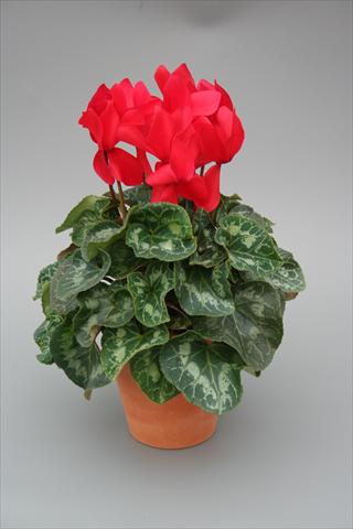 Foto de variedad de flores para ser usadas como: Maceta o Tarrina de colgar Cyclamen persicum Maxora Red