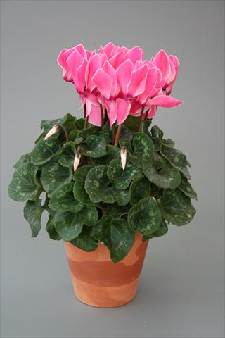 Foto de variedad de flores para ser usadas como: Maceta o Tarrina de colgar Cyclamen persicum Maxora Salmon flamed