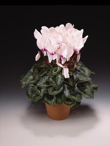 Foto de variedad de flores para ser usadas como: Maceta o Tarrina de colgar Cyclamen persicum Maxora White with eye