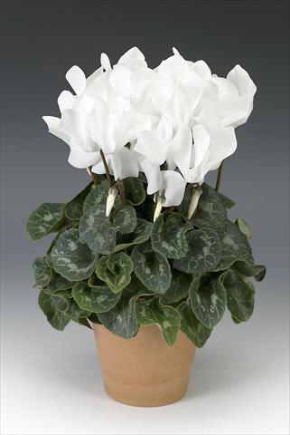 Foto de variedad de flores para ser usadas como: Maceta o Tarrina de colgar Cyclamen persicum Maxora White