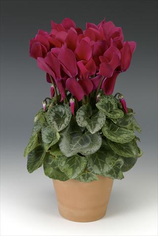 Foto de variedad de flores para ser usadas como: Maceta o Tarrina de colgar Cyclamen persicum Maxora Wine Red