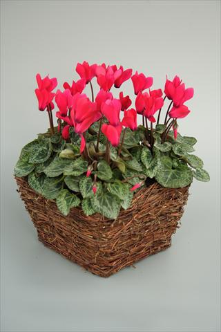 Foto de variedad de flores para ser usadas como: Maceta y planta de temporada Cyclamen persicum mini Melody Outdoor Deep Rose